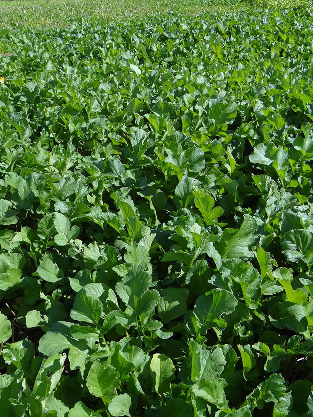 Control Radish